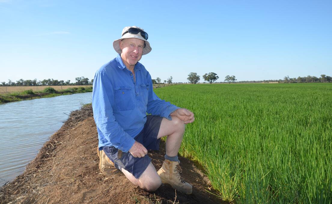 Les Gillespie from Finley planted 60 hectares of Reiziq this year on September 24. Mr Gillespie did not flush the crop for two months, relying on soil moisture instead. 