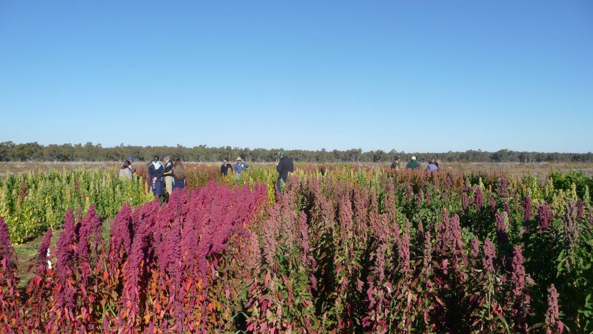 Quinoa could be an opportunity summer crop in NSW, its sowing date allowing growers to make the most of water allocations which come too late for rice or cotton. Photo: NSW DPI