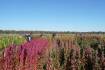 First commercial quinoa variety launched