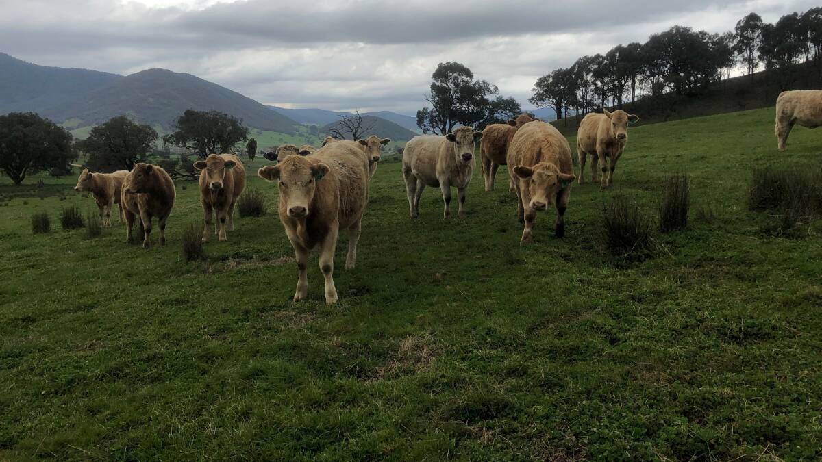 The Singe's heifers at Tallangatta have been entered for sale in two weeks, but given the restrictions it's unlikely they'll be able to get there to load them. Photo: Supplied