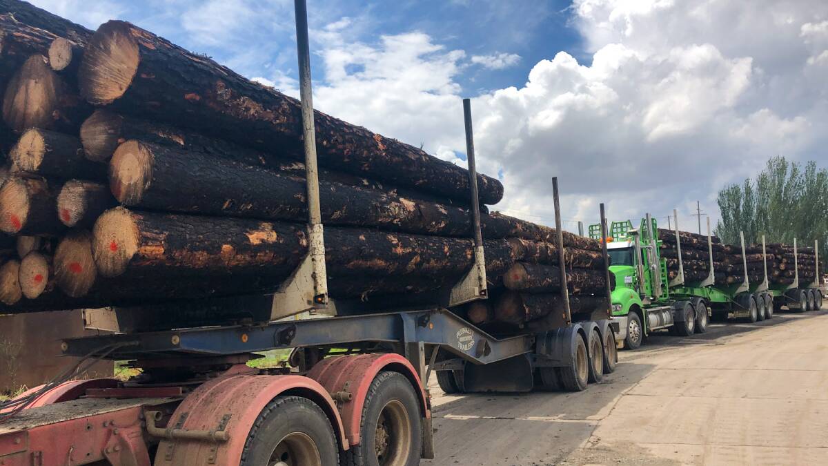 Trucks carrying burnt timber wait to be unloaded at the AKD Softwoods Mill in Tumut. The mill has ramped up its throughput by around 20 per cent to salvage as much burnt wood as possible before it deteriorates. 