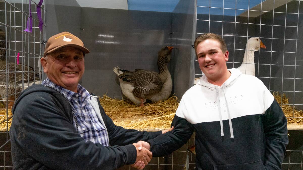 Michael Peel, Peel Ridge Stud, Camden sold his pair of Grey Toulouse geese for a record-breaking $4250 to Thomas Spencer from Bullsbrook, Western Australia. Photo supplied.