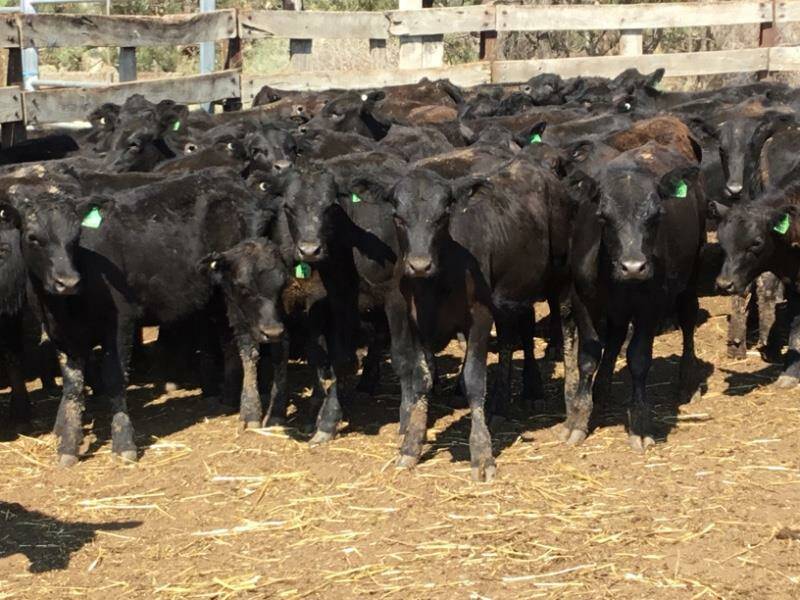 The Crawfords' weaner heifers weighing 119kg made 613c/kg. They decided to truck their calves from their Boorowa property to Moulamein and yard wean them. Photo - AuctionsPlus