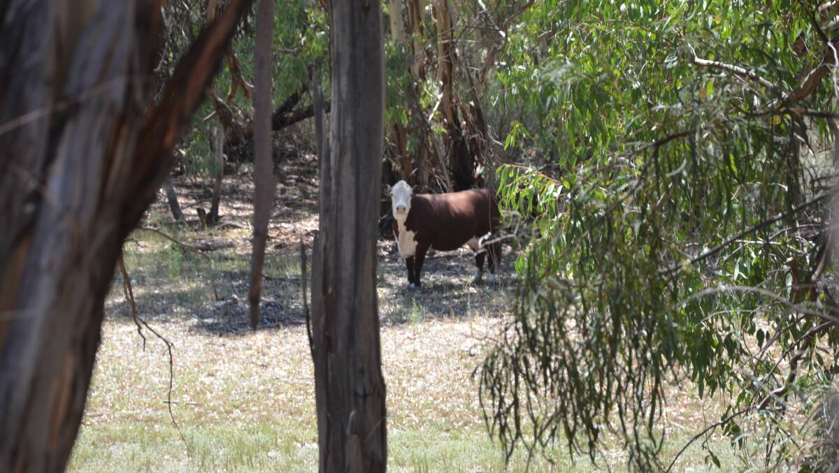 The Bonselaars' Hereford cattle graze along the Darling River and Lake Wetherell. 