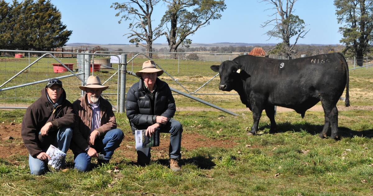 Mount David Agriculture managers Lance Bonham and David Taylor with their Landmark agent, Bill Gilbert and one of their ten purchases of the day, Bannaby Reality N165, which they bought for $8500. 