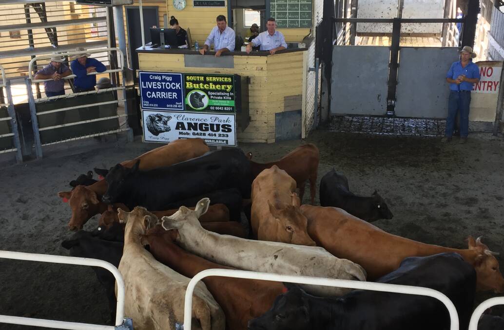 The few restocker cows on the market remain in high demand. These cows with their first calves sold for $2040 at the Grafton store sale last week. Photo: JAMIE BROWN