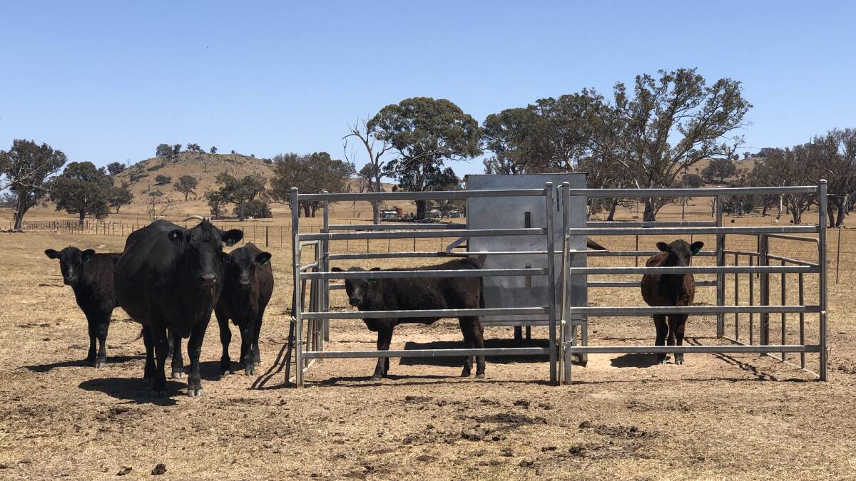 Trialing their July-August born calves on creep feeders, which may be used as part of an early-weaning strategy next year. 
