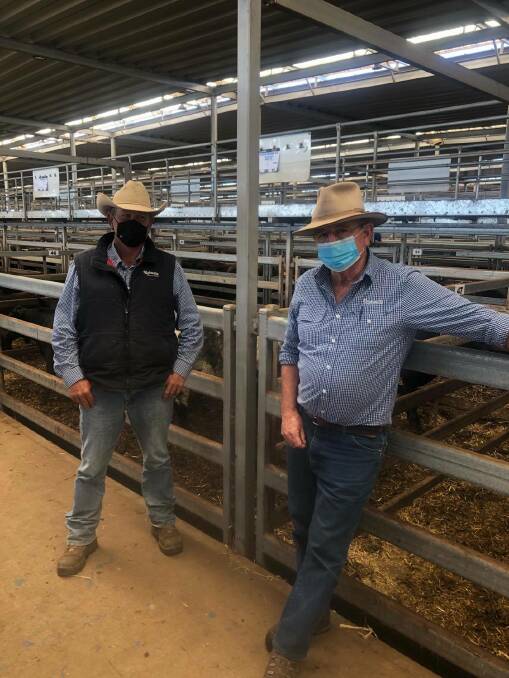 Scott Campbell and Pat Kindellan, Rodwells Wodonga at the sale. There were only 742 cattle in the sale on Thursday. Photo: NVLX