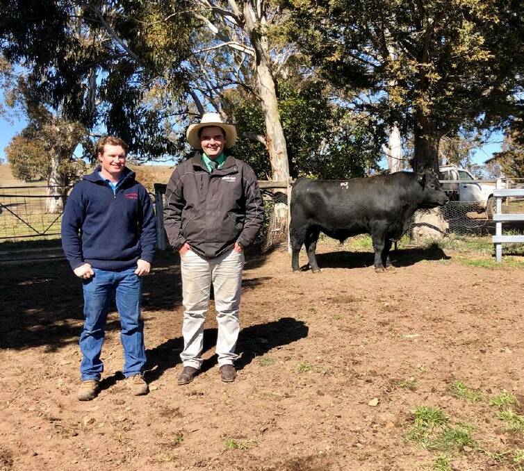 Kunuma Angus' Mitch Lynch with Nutrien Cooma's Damien Roach and the top-selling bull of the day, Kunuma Paul P19, purchased for $15,000 by Jackson Pastoral, Cooma. 