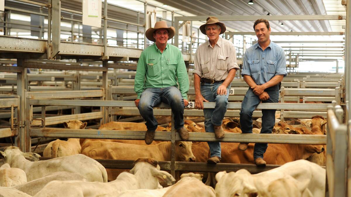 Simon Rafferty of Nutrien Tamworth with Darryl and Simon Smith of Quirindi who purchased 40 head of the advertised Charbray and Charolais infused grey Brahman steers from Barry Smith Transport, Dirranbandi, Qld at the Tamworth store sale last week. Photo: Lucy Kinbacher 