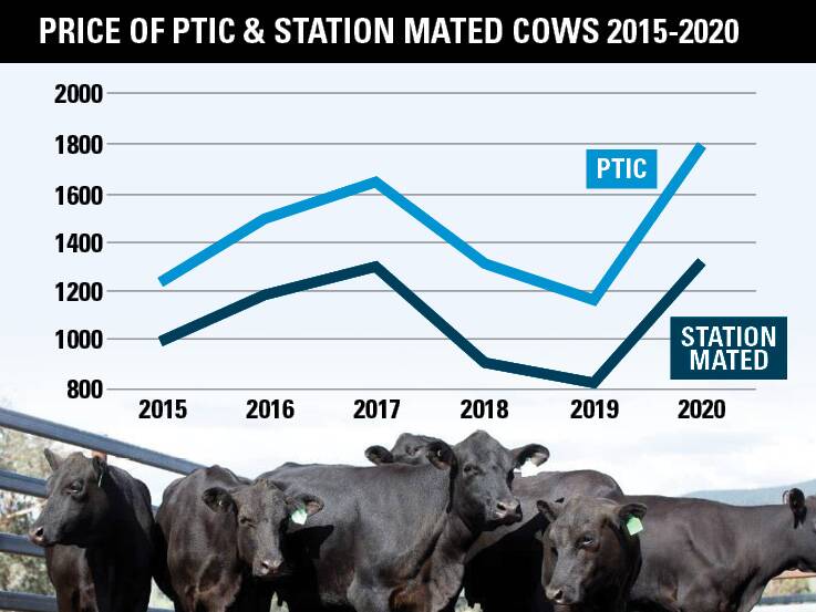 Average price for Angus PTIC and Station Mated heifers and cows from 2015-2020. Graph by AuctionsPlus. 