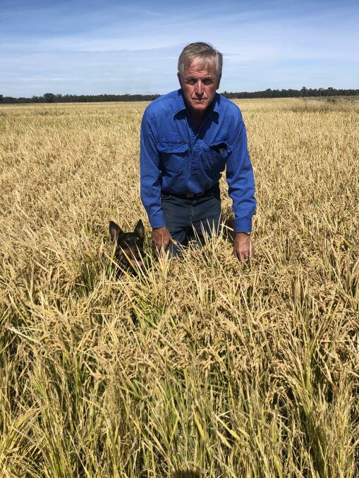 SunRice chairman Laurie Arthur, Moulamein, with dog, Clip, in his 40 hectare Reiziq rice crop that is almost ready to harvest. Mr Arthur predicts they will run out of Australian rice by the end of the year. Photo supplied. 