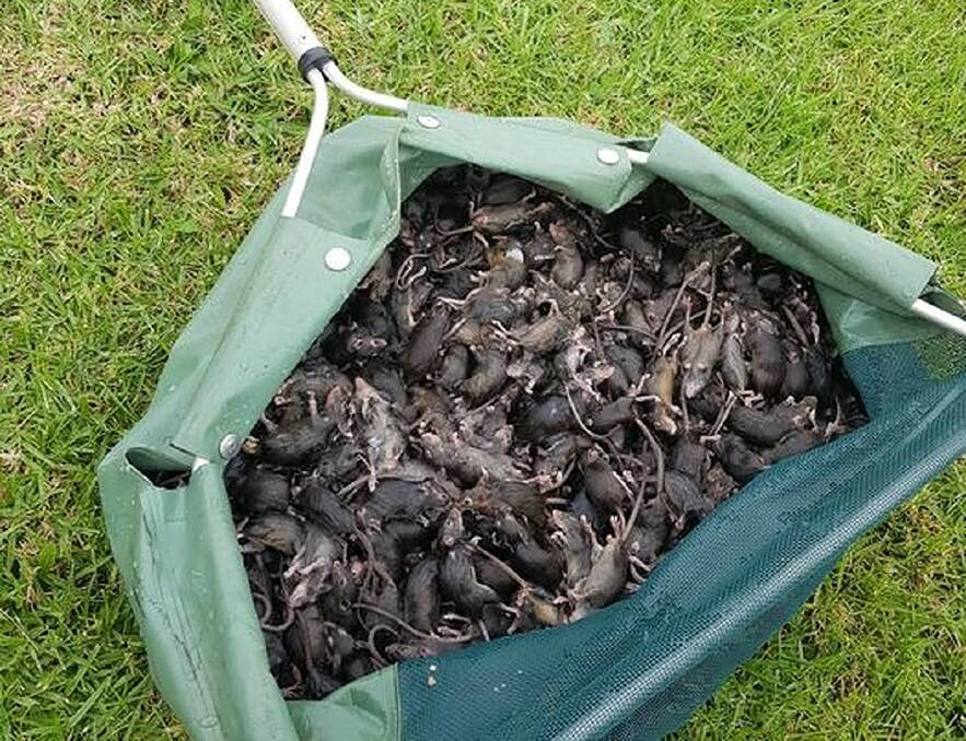 This photo was taken by Dubbo resident Bradley Wilshire of the 500 plus mice he caught in one night. In the last week the photo has gone viral online and in the media. 