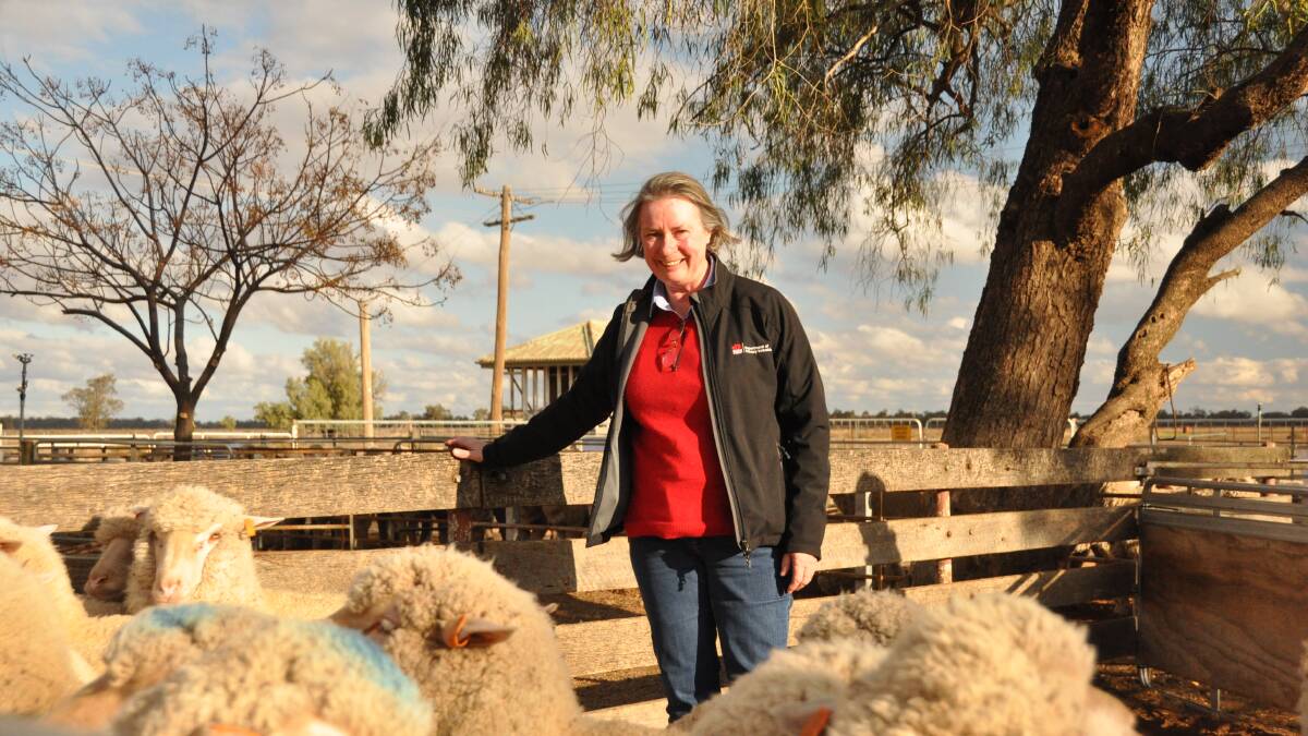 NSW DPI's Dr Sue Mortimer is investigating meat trait selection in Merinos. Photo supplied by NSW DPI