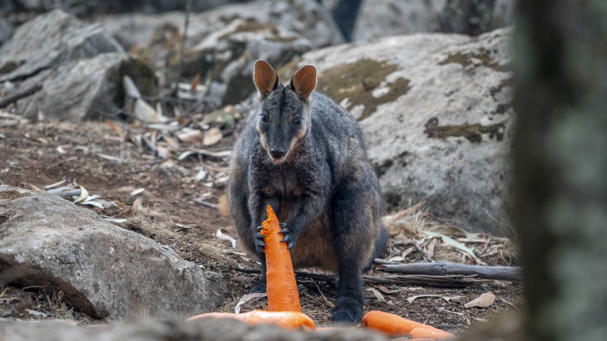 A Brush-tailed Rock Wallaby eats a carrot from one of the NSW government's supplementary food drops. Photo supplied. 