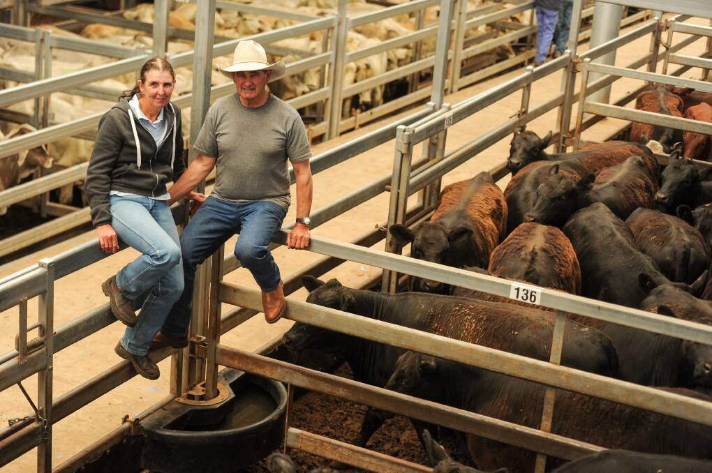 Julie and Stephen Felton, Roseneath, Bendemeer sold 24 Angus heifers for $1800 a head and 20 at $1780. They would usually hold on to them as breeders, but opted to capitalise on the strong market. Photo: Lucy Kinbacher