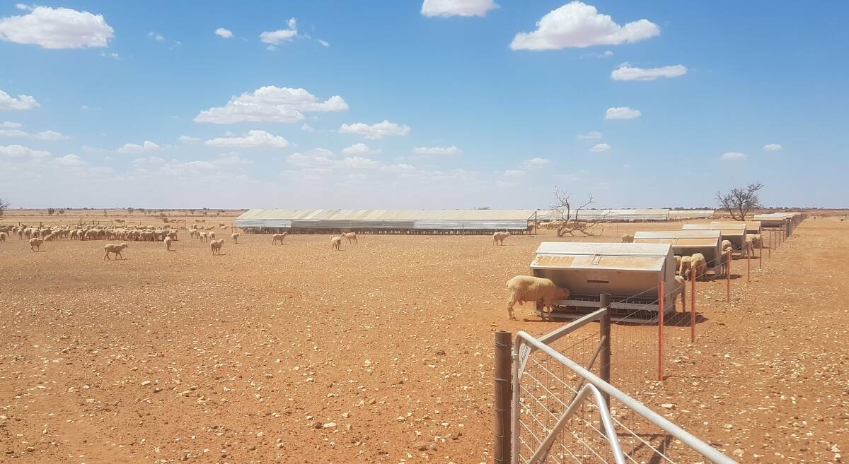 The Mashfords fed 1500 Dohne Merino ewes in containment lots and say it was one of the best decisions they made, despite the eye-watering feed bill. Photo: Supplied 