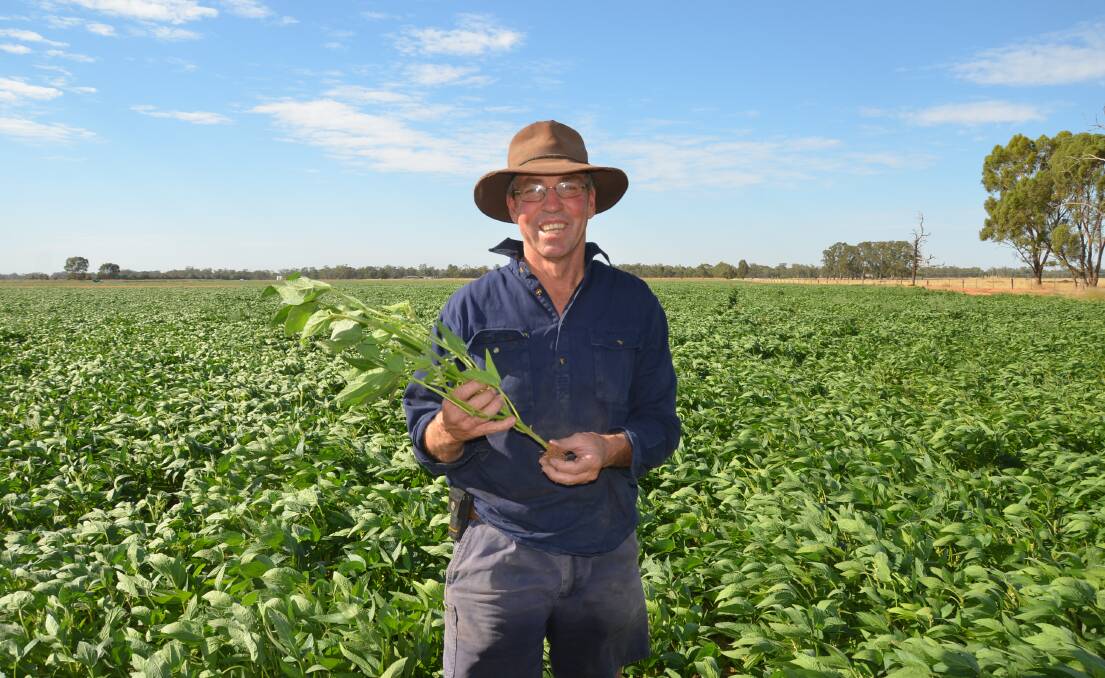 Allan Clarke, Delbie Park, Tocumwal, is back growing soybeans for the first time since 2015. He said he took the punt and put 35 hectares in following predictions of a wet summer. 