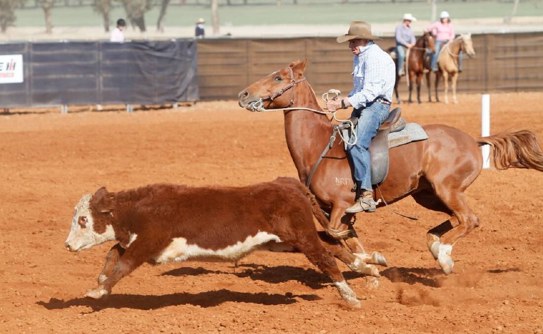 Neville Clarke competing at the Marrar Campdraft where he won the feature cut-out event. Photo: Vicki Whyman