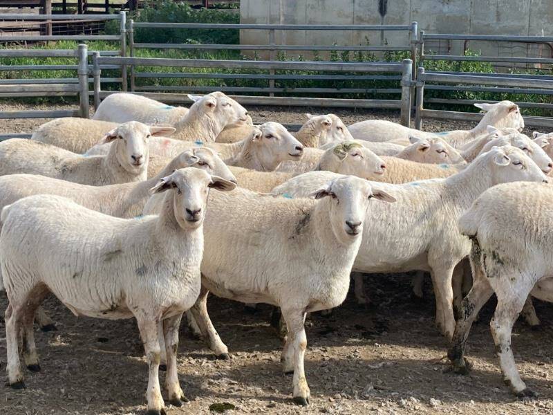 The record breaking Aussie White SIL ewes who made $1210 a head on AuctionsPlus. Photo: AuctionsPlus