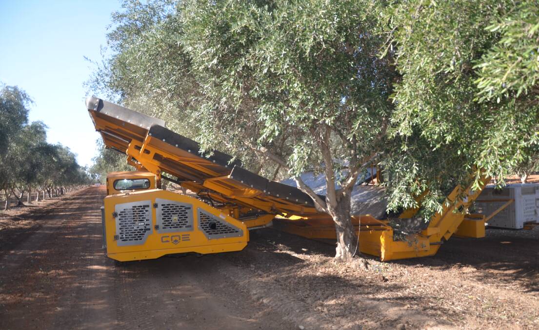 A mechanical shaker harvesting olive trees at the Rorato's farm. 