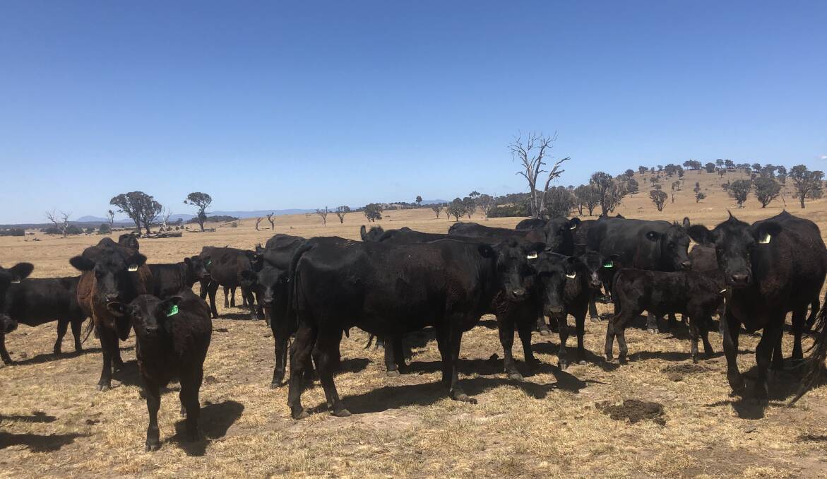 The Coot's Creek Angus fist-calf cows and their calves. Manager, Lawson Brown classes their heifers, focusing on selecting for good legs, feet and joints. 