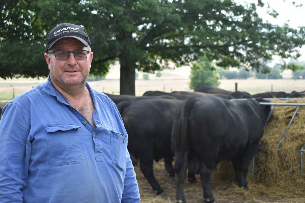 David Brewer, Brewer Beef Black Simmentals. The stud sold 31 bulls to a top of $10,000 at their autumn sale. Photo by Alastair Dowie. 