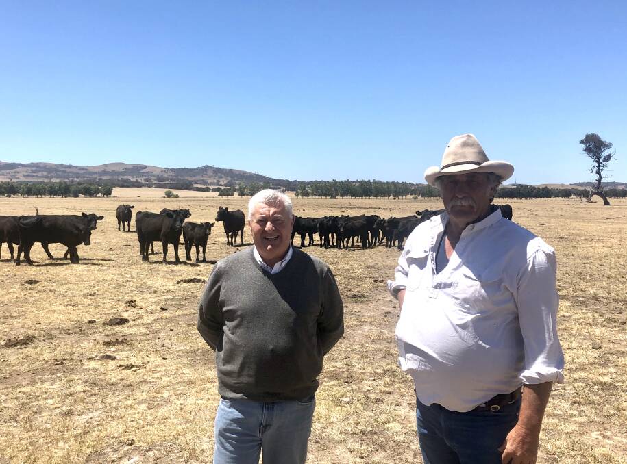 Renato Gaspari and Lawson Brown of Coot's Creek Angus with their first-calf cows. They are considering weaning by swapping the calves to a different mob of cows. 