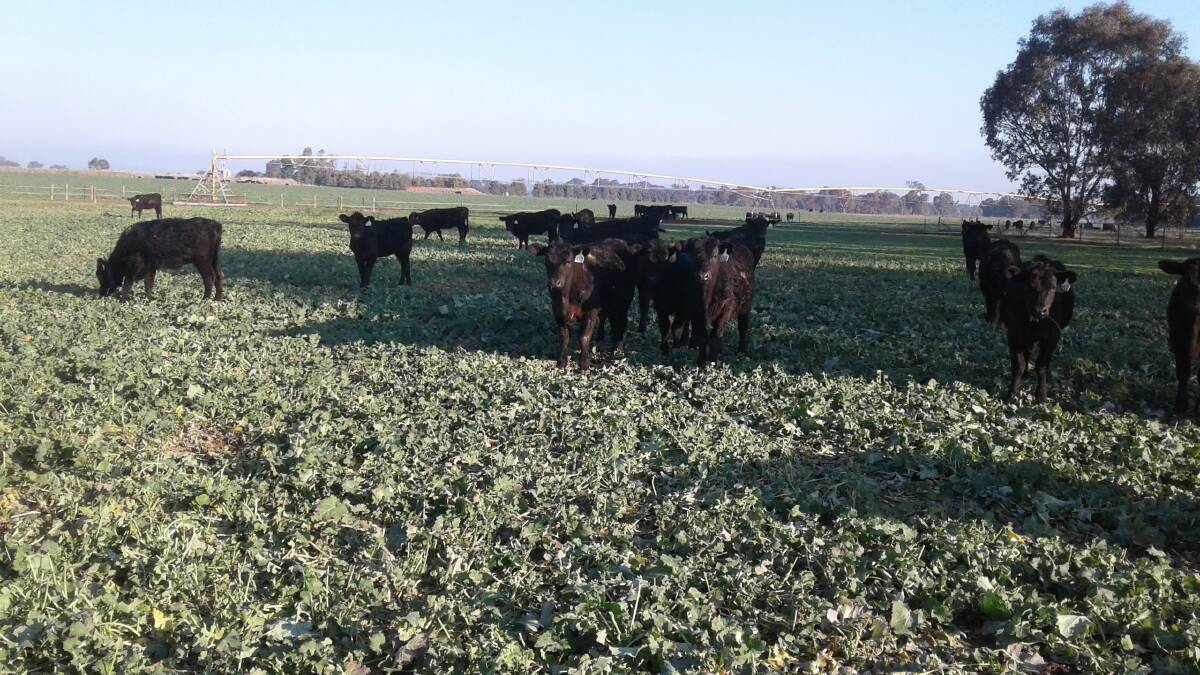 Charles Sturt University's Dr Jeff McCormick said there was an opportunity for mixed-farmers to add cattle to their enterprise to benefit from grazing crop potential. Photo supplied. 