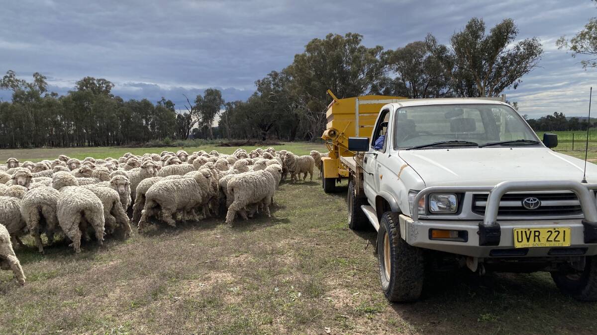 Peter Parkman, Murringo, has just taken 2500 Merino ewes out of containment but is still feeding a reduced ration three weeks later. Photo: Suplied