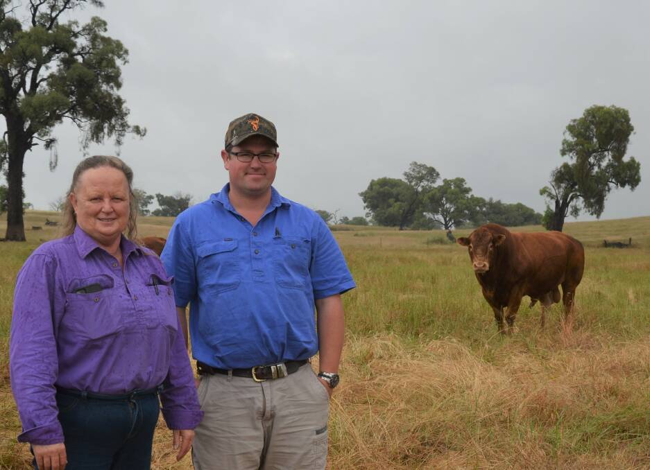 Helen and Luke Heffer, Tarcutta with one of their Limousin bulls. They have been using Limousins for nearly 30 years. 