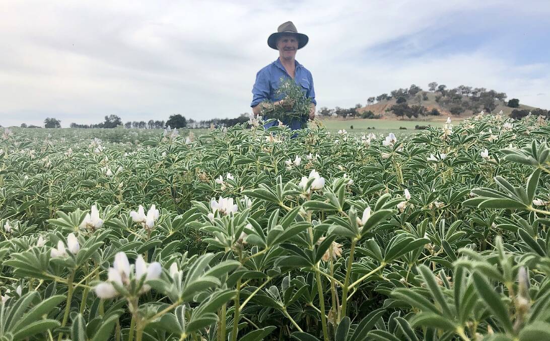 Damien Schneider with this year's Albus lupin crop, sown in late April at his Culcairn property on the Olympic Highway. Last year's lupin crop yielded 2t/hectare and prices reached $1100/t, making it his most profitable crop. 