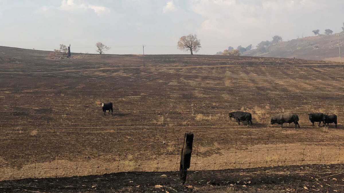 Farmers with burnt out paddocks are weighing up the long-term costs of selling with the short-term costs of feeding. 
