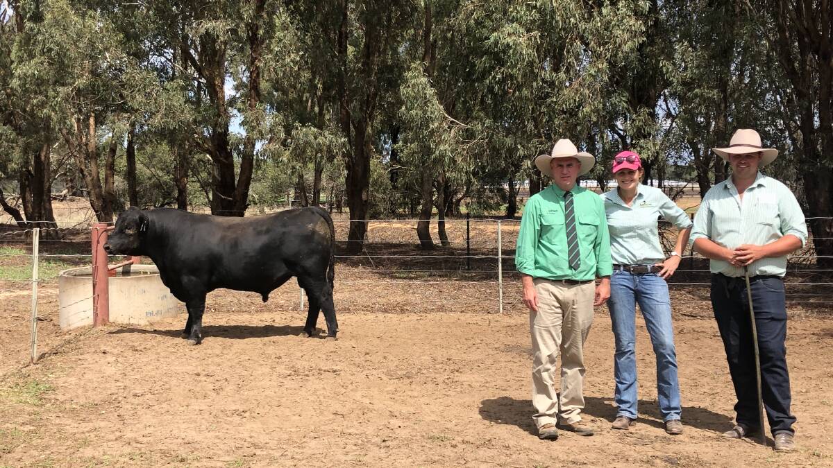 Rennylea P550 sold for $38,000, an equal high price for the stud. Pictured with Nutrien auctioneer Peter Godbolt and stud principals Ruth Corrigan and Anthony Corrigan.