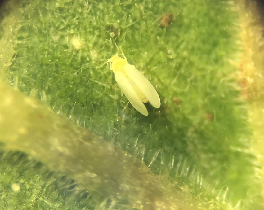 An adult silverleaf whitefly releases a honey-dew that can make cotton lint sticky, a problem for processing. 