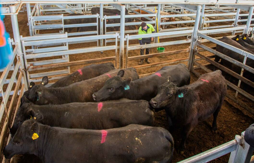 Despite prices for lighter cattle softening, demand remains for heavy cattle. These six Angus heifers averaged 532.5kg and sold for 291c/kg at Yass last Thursday. Photo: SELX