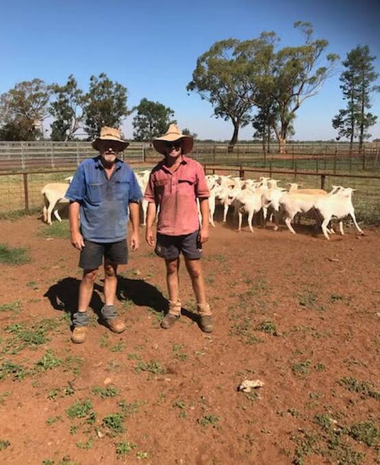 Doug and Lachlan Manwaring, Condobolin with some of their Aussie White ewes that they sold for a top of $601 on AuctionsPlus last week. Photo: Tim Mackay