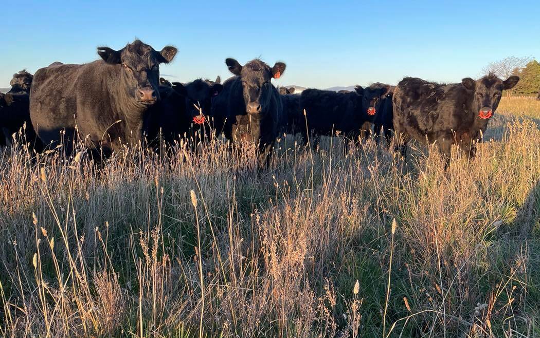 Ms Royds' Angus cattle are rotated through 80 paddocks as one mob. Calves wear nose rings so they can be weaned without being separated from their mothers. 