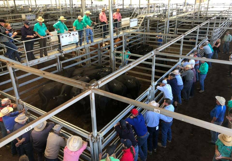 There were 3500 cattle yarded at Wodonga last week, 1500 more then the 2000 originally advertised. Photo by NVLX.
