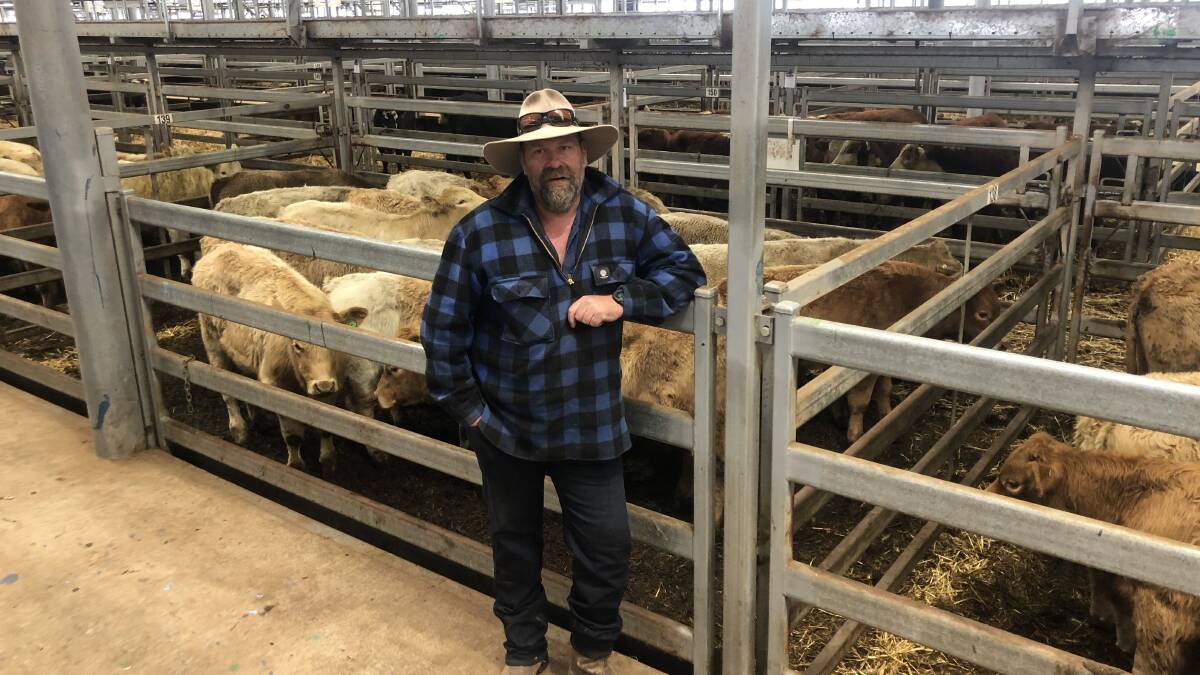 Jason Singe, Yeramba Pastoral Company has been told he would have to return home to Henty via Sydney Airport if he drove over the NSW/Victorian border to check on his cows at Tallangatta, Vic. Pictured at the Wodonga saleyards in June. 