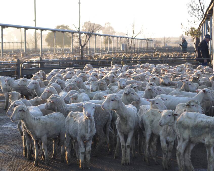 Elders Wagga Wagga auctioneer Joe Wilks said at the Wagga saleyards restocker lambs were selling to 870 cents a kilogram (carcase weight) last week. 