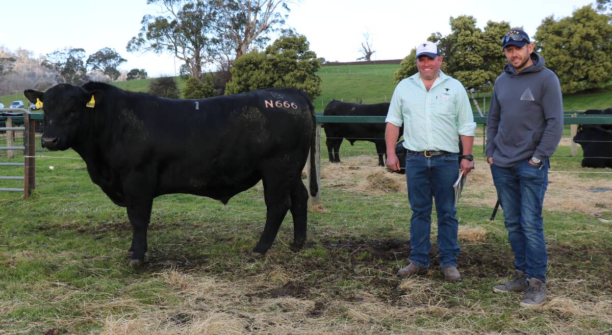 The top-priced bull, Landfall Keystone N666, with Landfall's Ed Archer and the bull's purchaser, Josh Harvey, King Island. 
