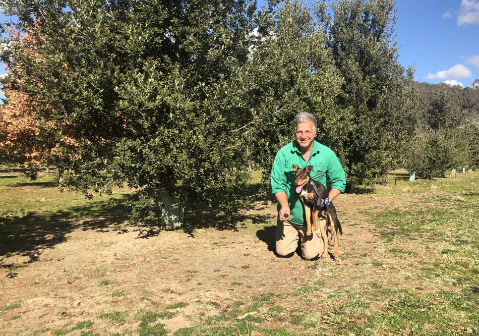 Frank Currenti, Hidden Valley Farm, Goulburn with kelpie pup Banjo. Banjo manged to find his first truffle at just 10 weeks old. 