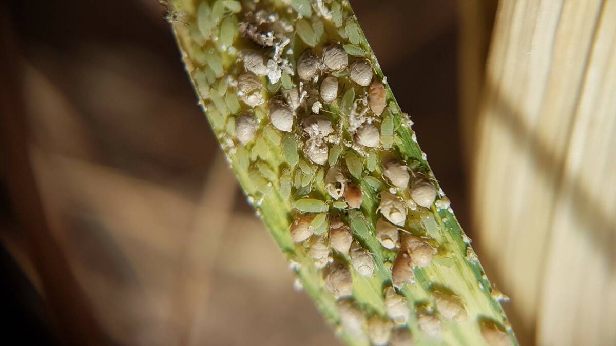 A hotspot of Russian wheat aphids in barley showing signs of heavy parasitism. Photo by Elia Pirtle, cesar pty ltd.
