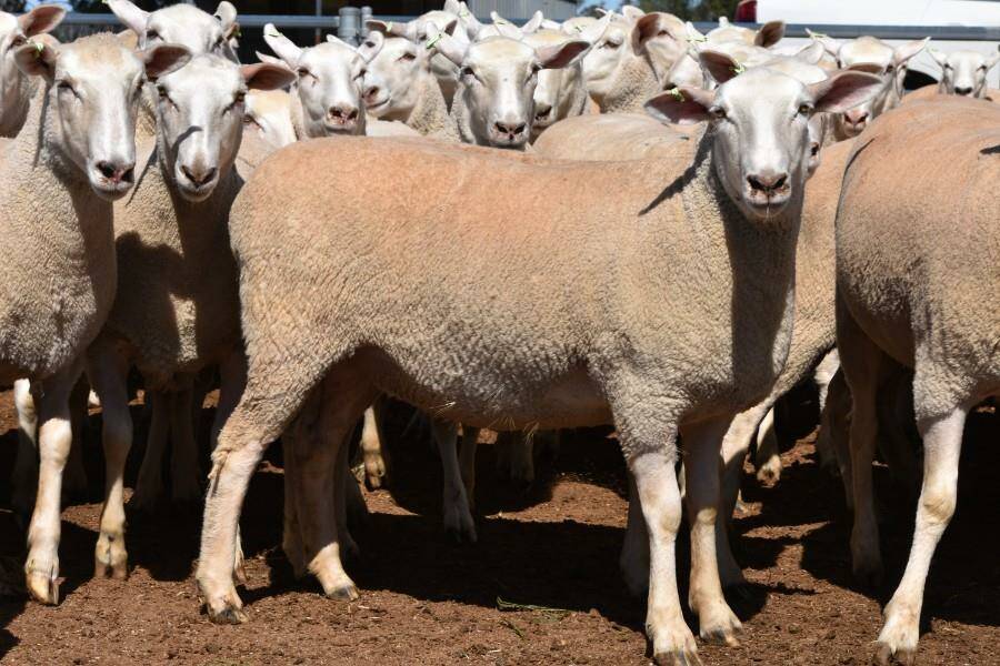 Mr Harper's ewes which sold for $418 at the Corowa First Cross Blue Ribbon sale. Photo: AuctionsPlus