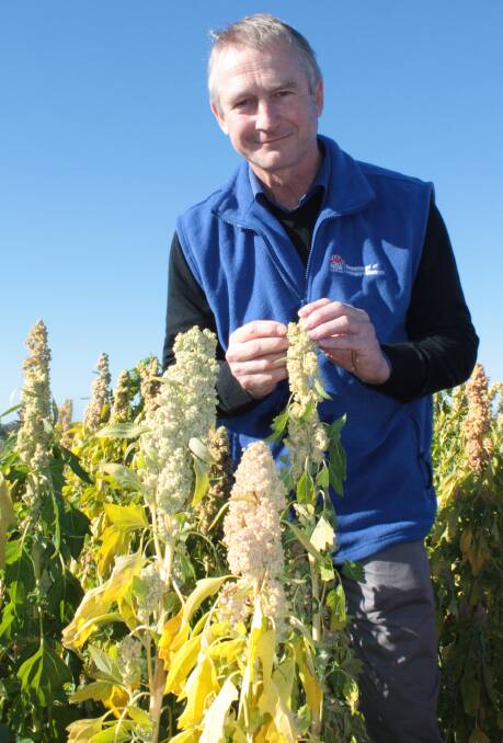 NSW DPI agronomist David Troldahl conducted a trial of various quinoa varieties at Leeton in southern NSW as part of a national breeding program. Photo: NSW DPI