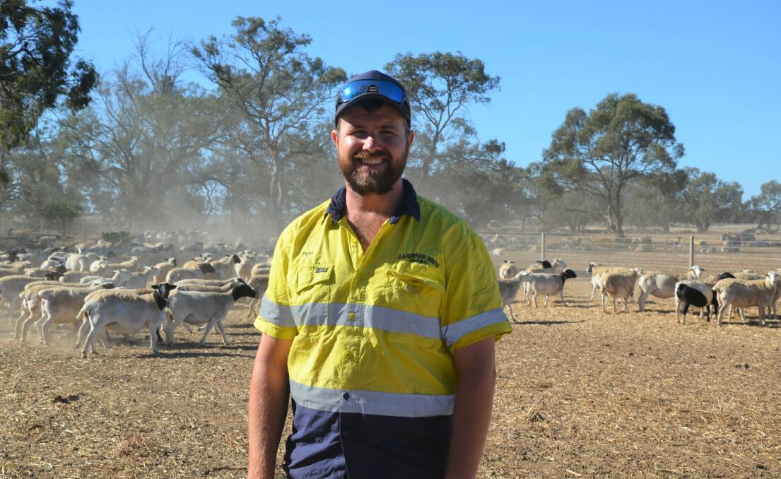 Peter Gardiner of Gardiner Bros Farms, Caldwell, has transitioned from trading Merinos to breeding Dorpers - making the switch because of the lack of shearers available. 