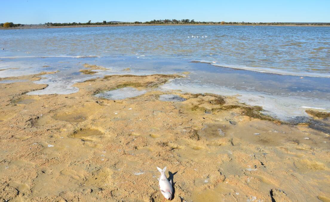 An investigation into a fish kill event at Lake Wyangan, north of Griffith, found the likely cause was the disturbance of sediments by recent inflows into the lake. One of the inflows was carried out by Griffith City Council who manage the lake. PHOTO: Declan Rurenga