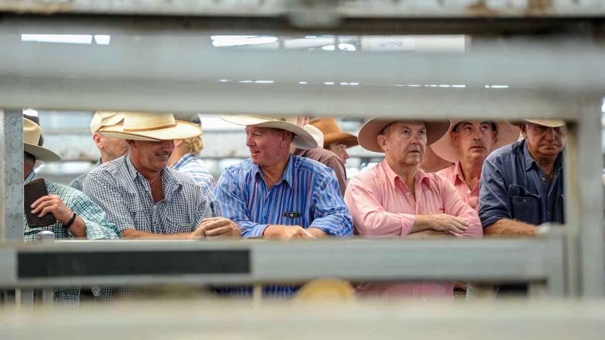 Mr Francis said restockers should do their sums based on their feed availability and view of the market outlook before they take their place at the rail. Photo: Lucy Kinbacher