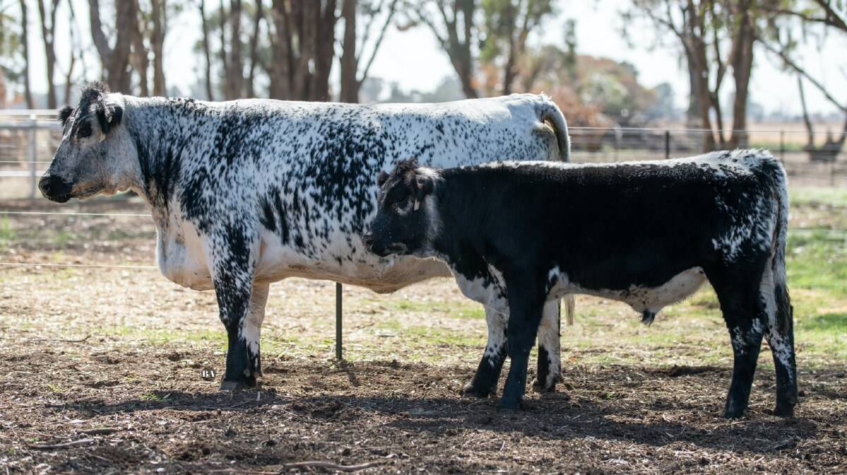 Jackungah Nellie N09 and her bull calf were bought by Gavin Lang, Mansfield for $57,000, a new world record for the breed. Photo: Emily Hurst 
